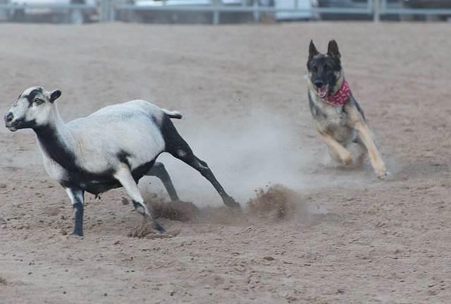 Owen - Ranchdog gymkhana 2012